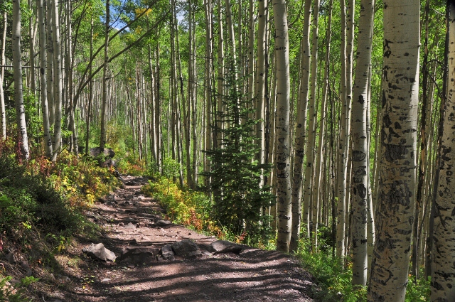 the Crater Lake Trail